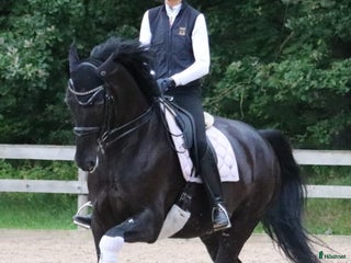 hästar Dressage partner i Helsingfors - Annons 3