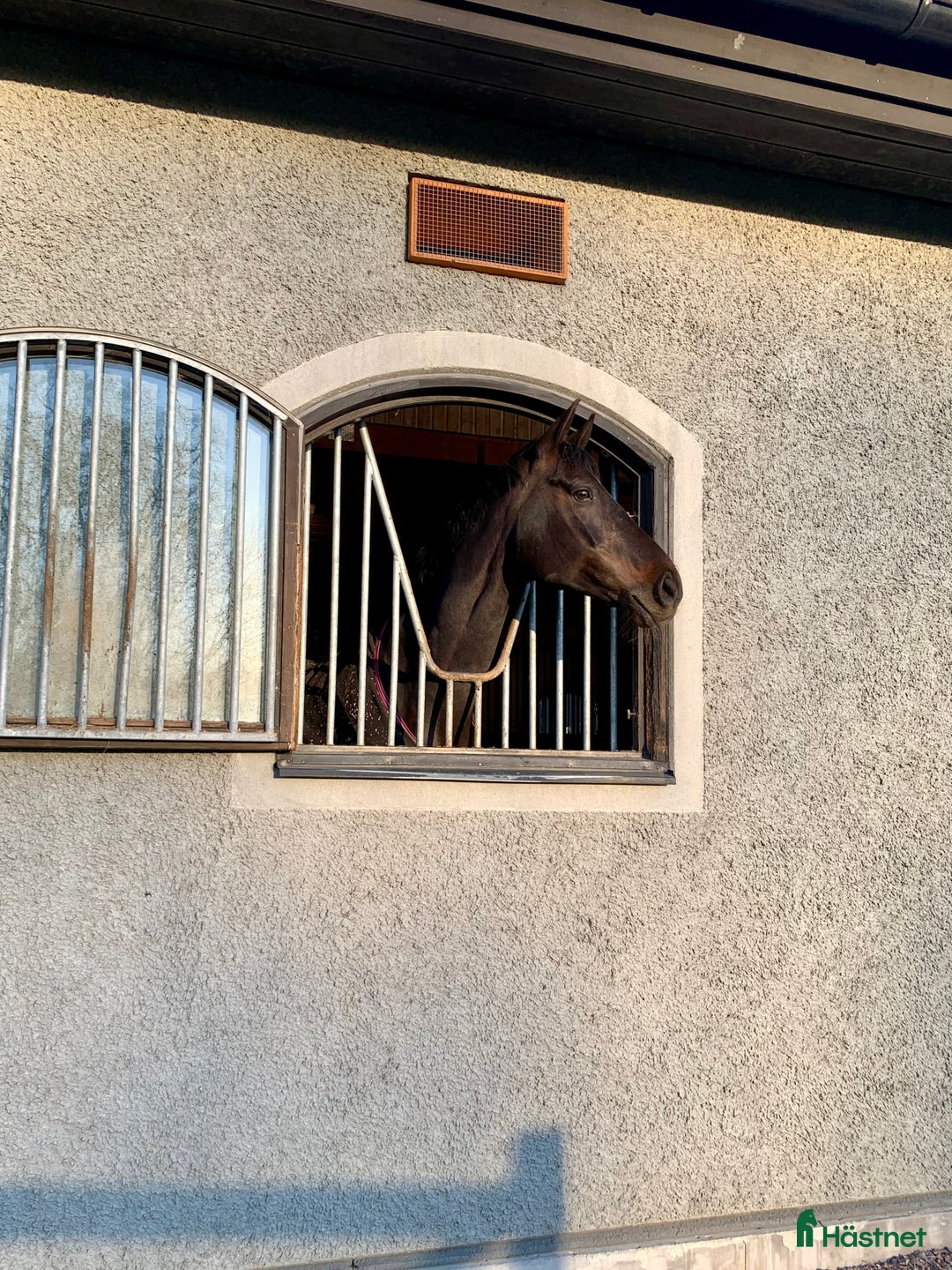 Allround hästar till salu: Snygg allround häst - Annons 2