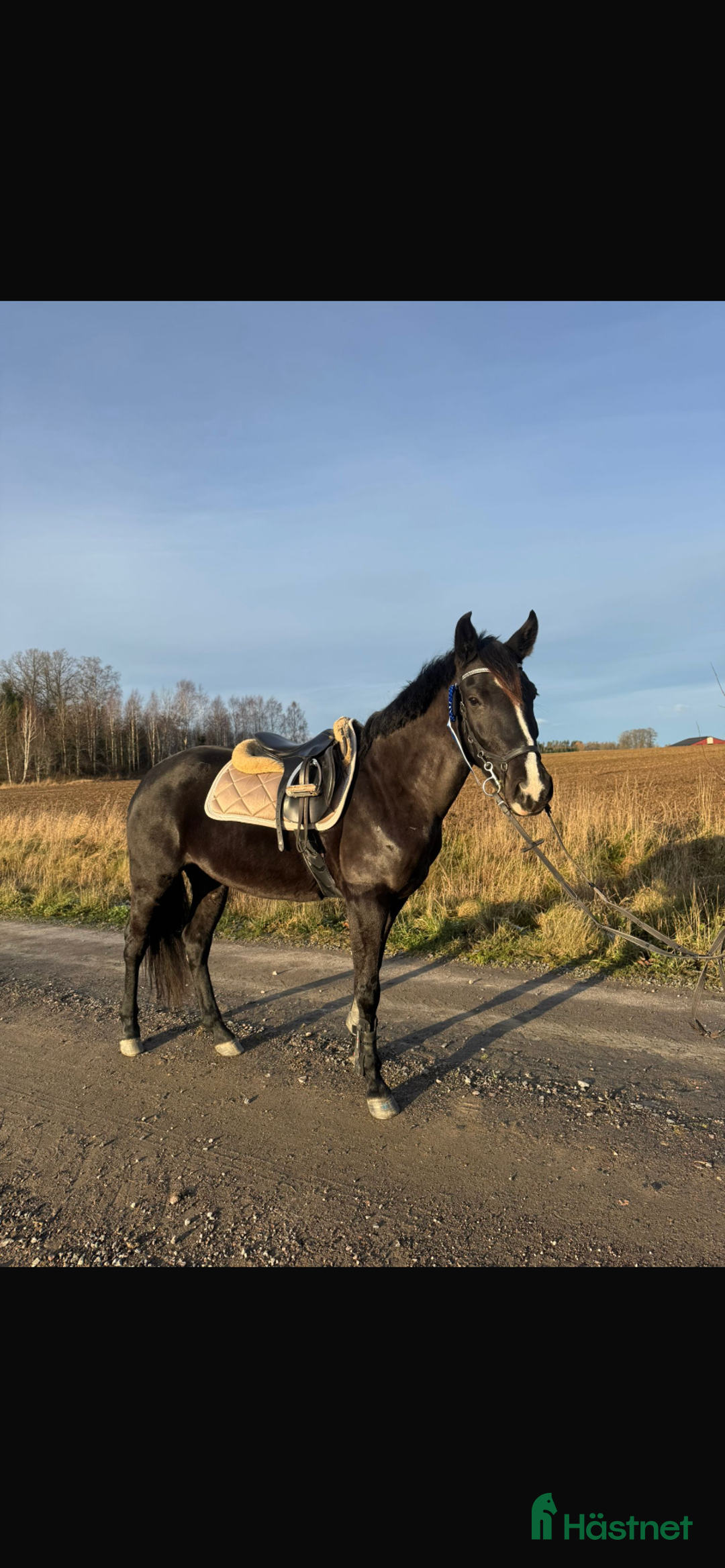 Allround hästar till salu: Fin ungponny!! i Glanshammar - Annons 1