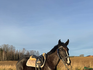 hästar Fin ungponny!! i Glanshammar - Annons 13