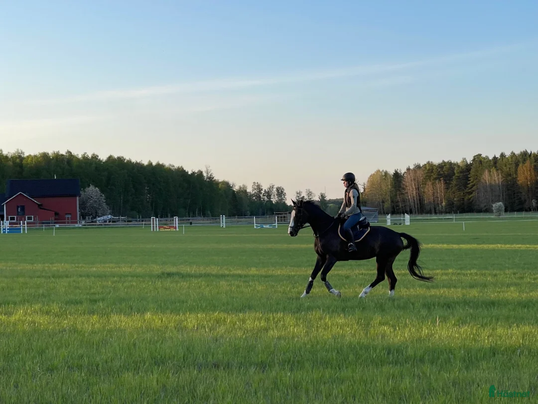  stallplats finnes: Sommarbete norr om Sthlm 2026 - Annons 3