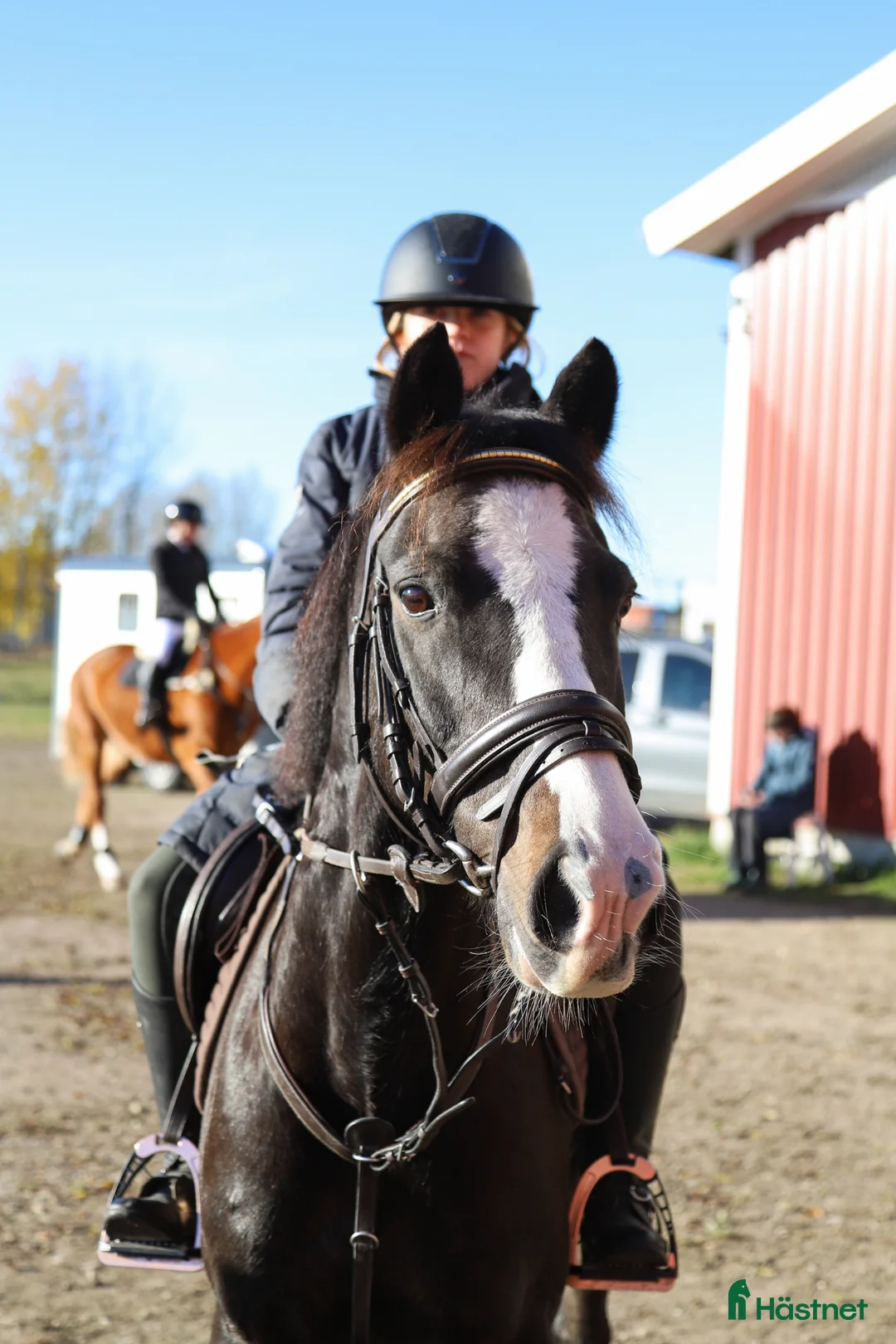 Allround hästar till salu: C-ponny valack född 2009 i Morgongåva - Annons 1