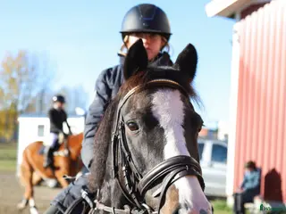 hästar C-ponny valack född 2009 - Annons 13
