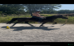 Island hästar till salu: Fantastiskt sto, läromästare  i Torsås - Bild 1