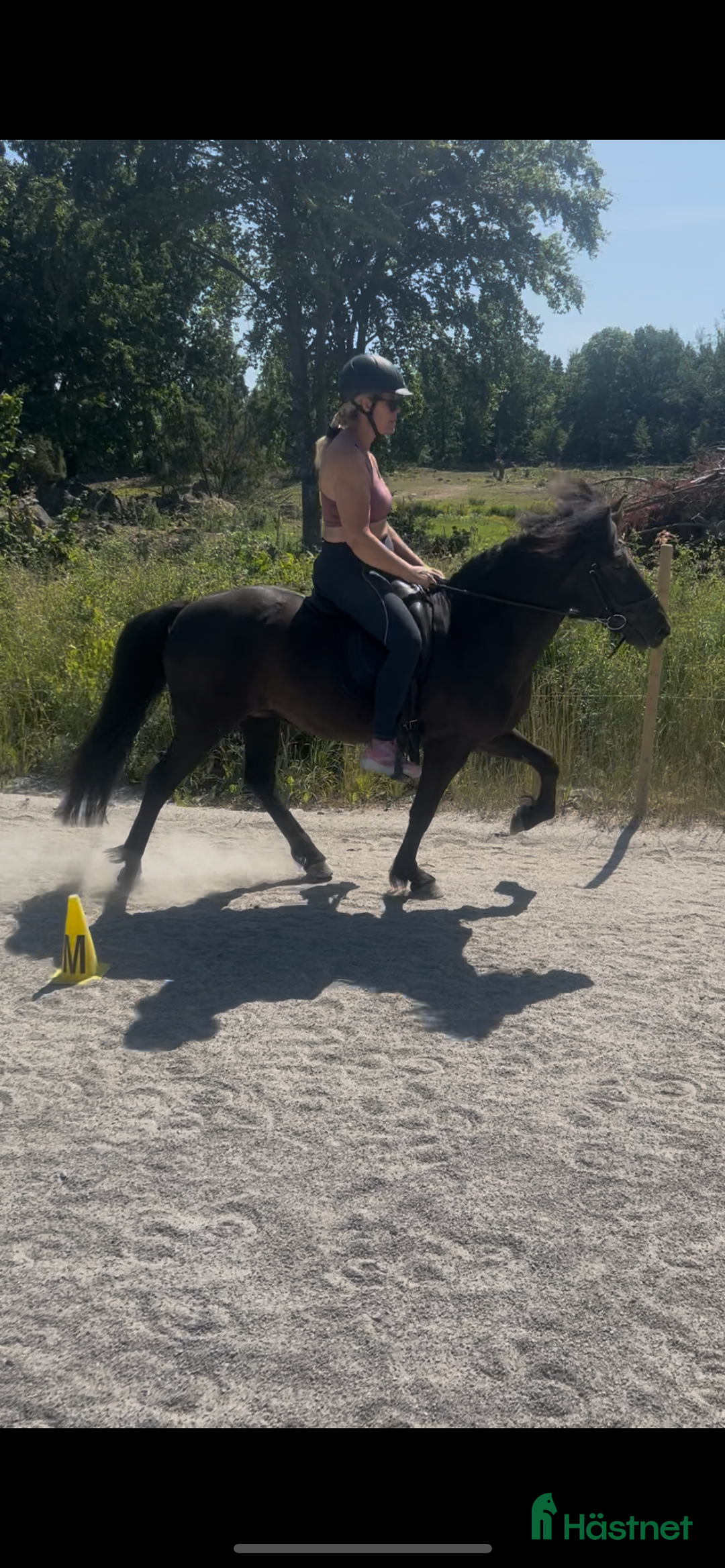Island hästar till salu: Fantastiskt sto, läromästare  i Torsås - Bild 1