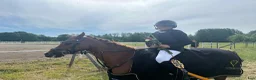 Allround hästar till salu: Bästa vän och hopponny ❤️ - Annons 4