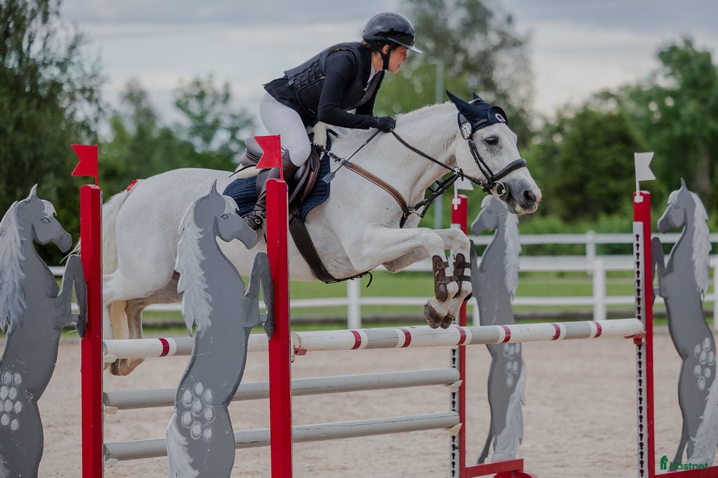  hästar Projekthäst sökes  - Annons 9