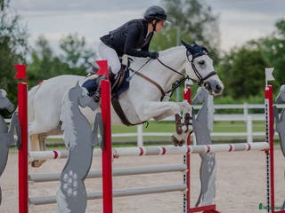 hästar Projekthäst sökes - Annons 9