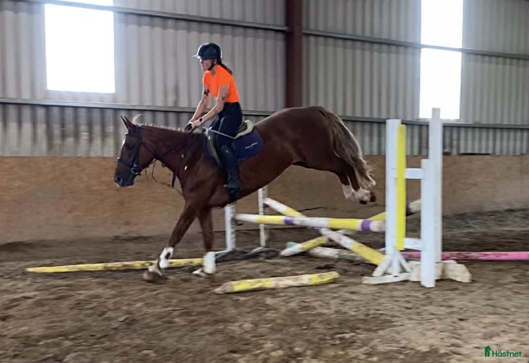 Allround hästar till salu: Solid allrounder 163cm i Ljungby - Annons 16