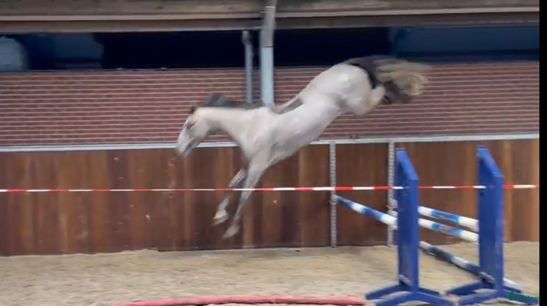  hästar Nybliven 4åring ur toppmödre  i Åtvidaberg - Annons 1