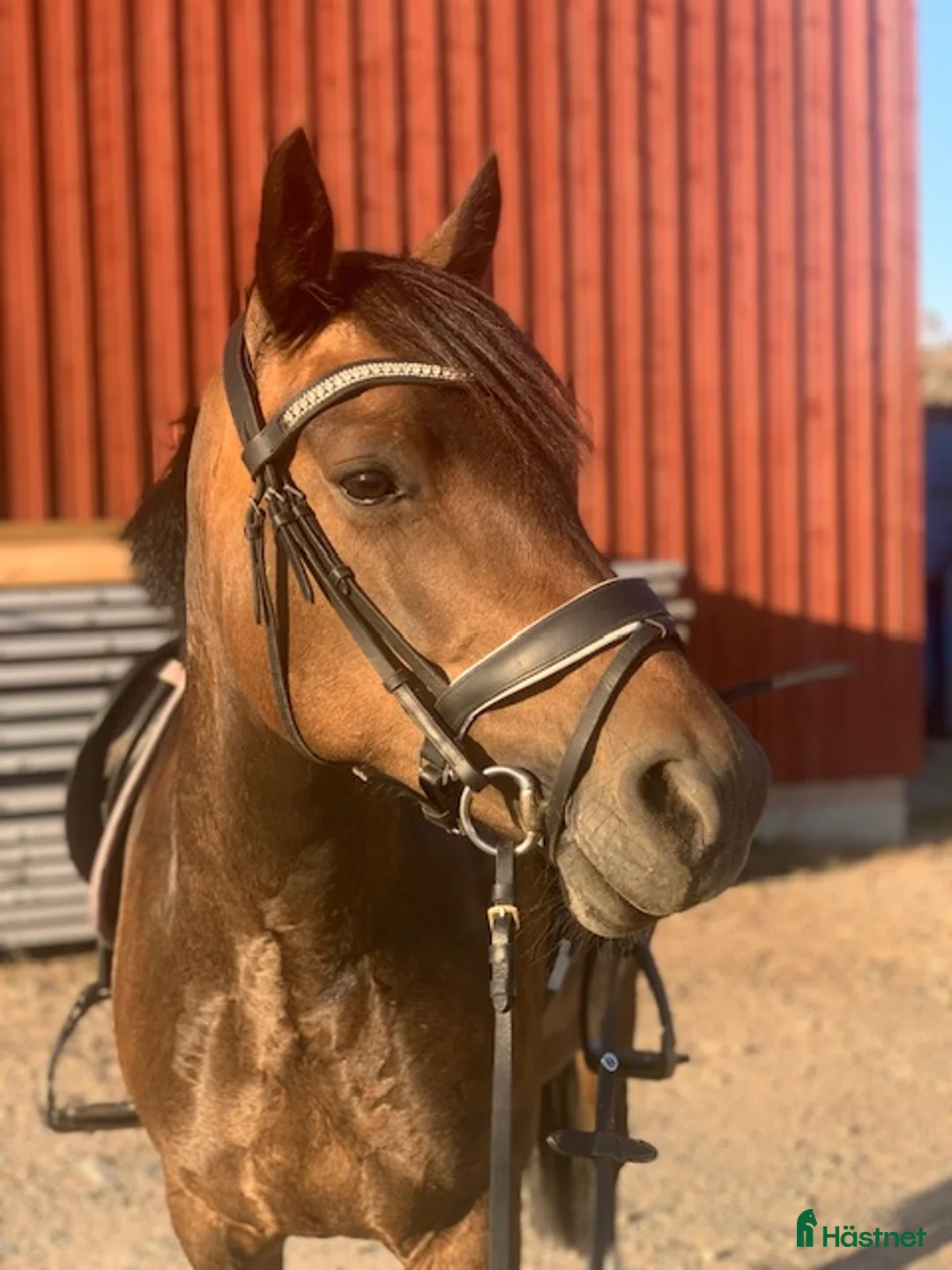 Allround hästar till salu: New Forest Sto - Annons 2