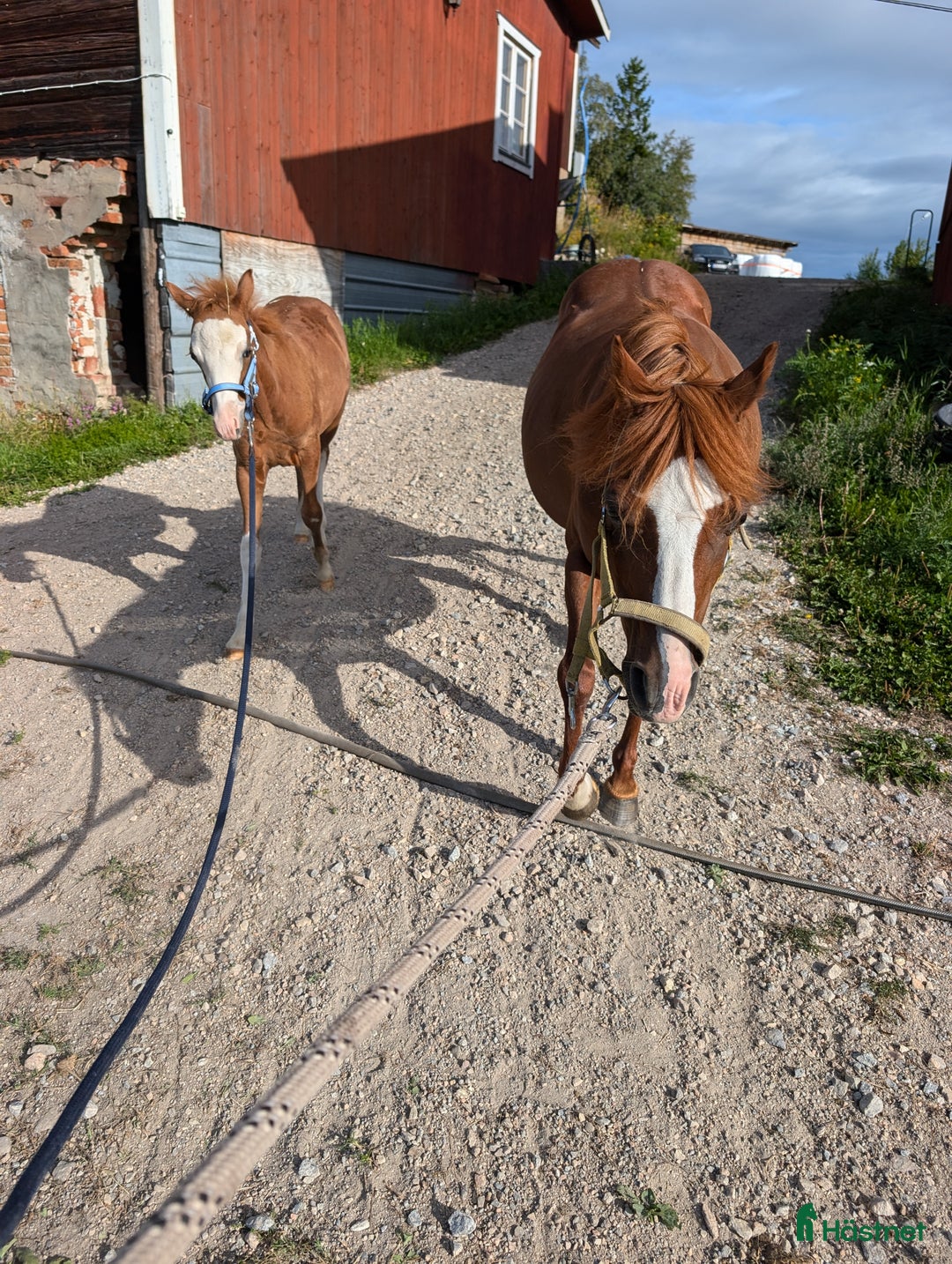 Allround hästar till salu: Två halvbröder söker nytt hem i Ilsbo - Annons 3