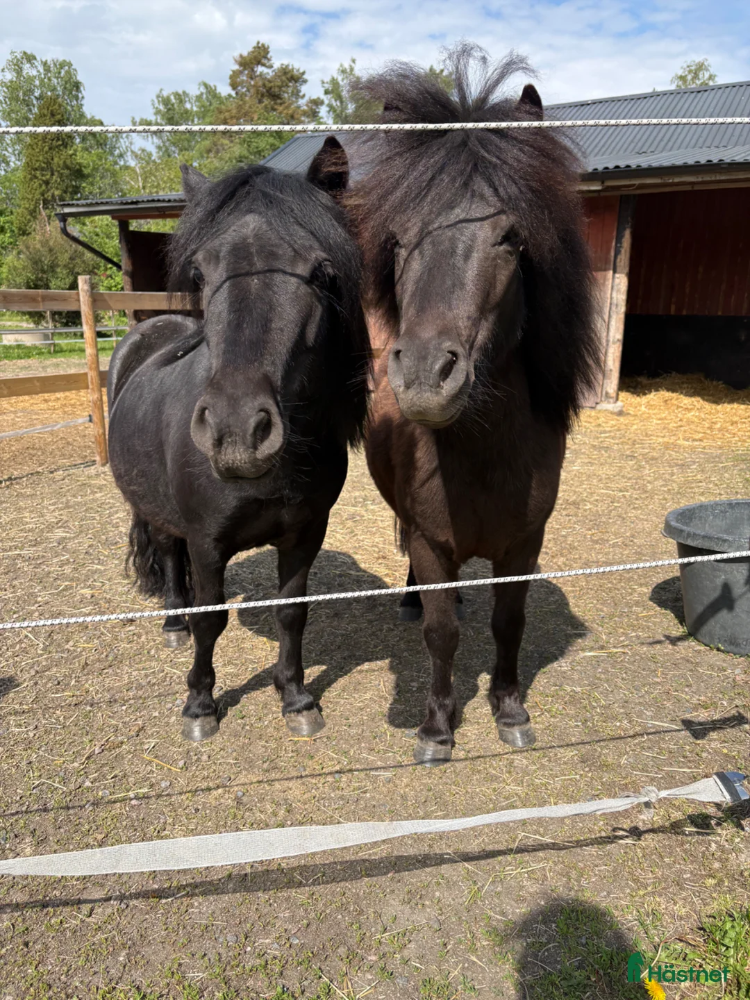 Övrigt hästar till salu: Sötnosar  - Annons 2