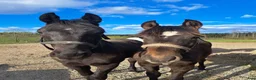 Dressyr hästar till salu: Ettårshingst e: Extreme U.S  - Annons 2