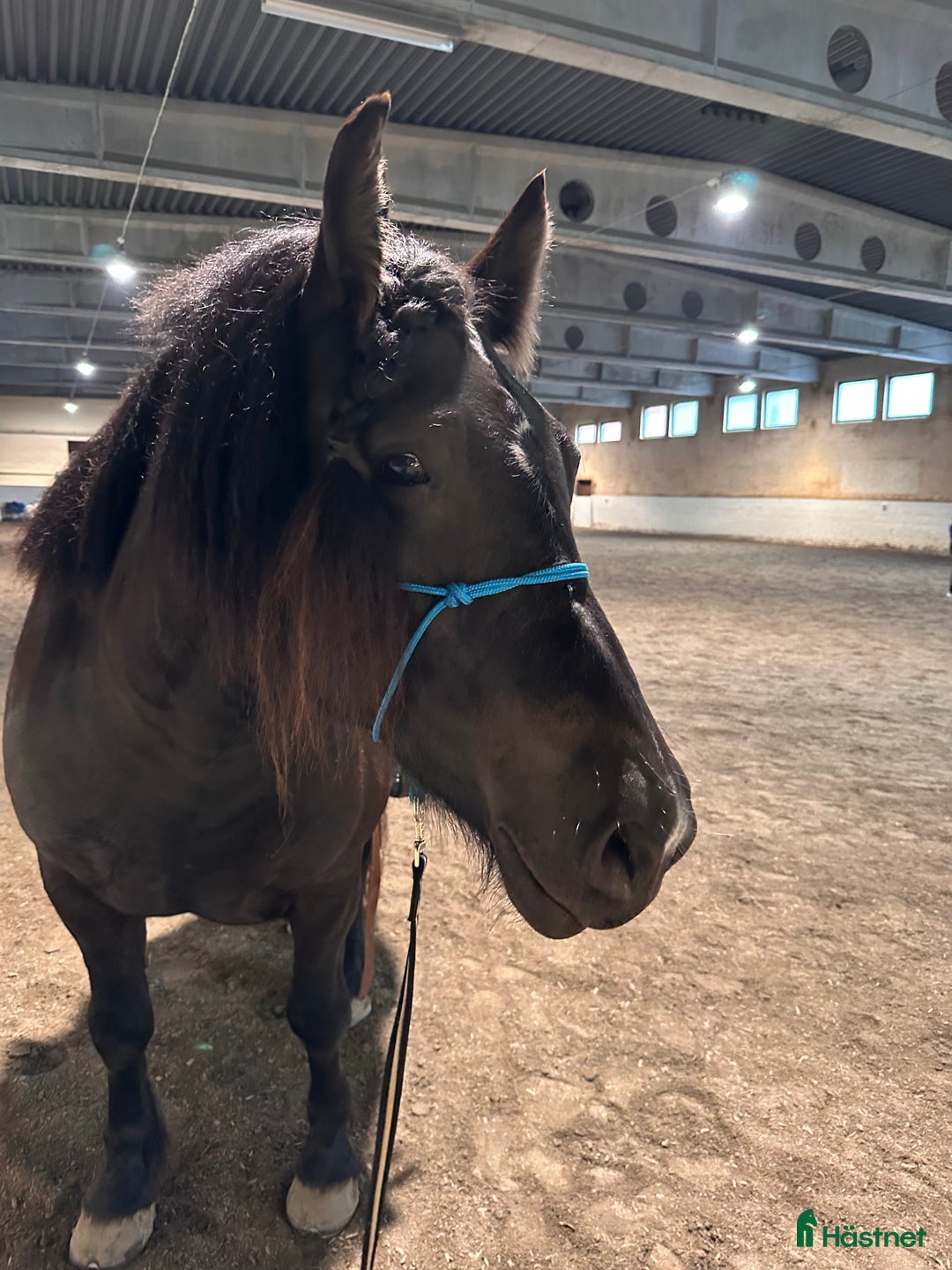 Övrigt hästar till salu: Nordsvensk valack i Lit - Annons 2