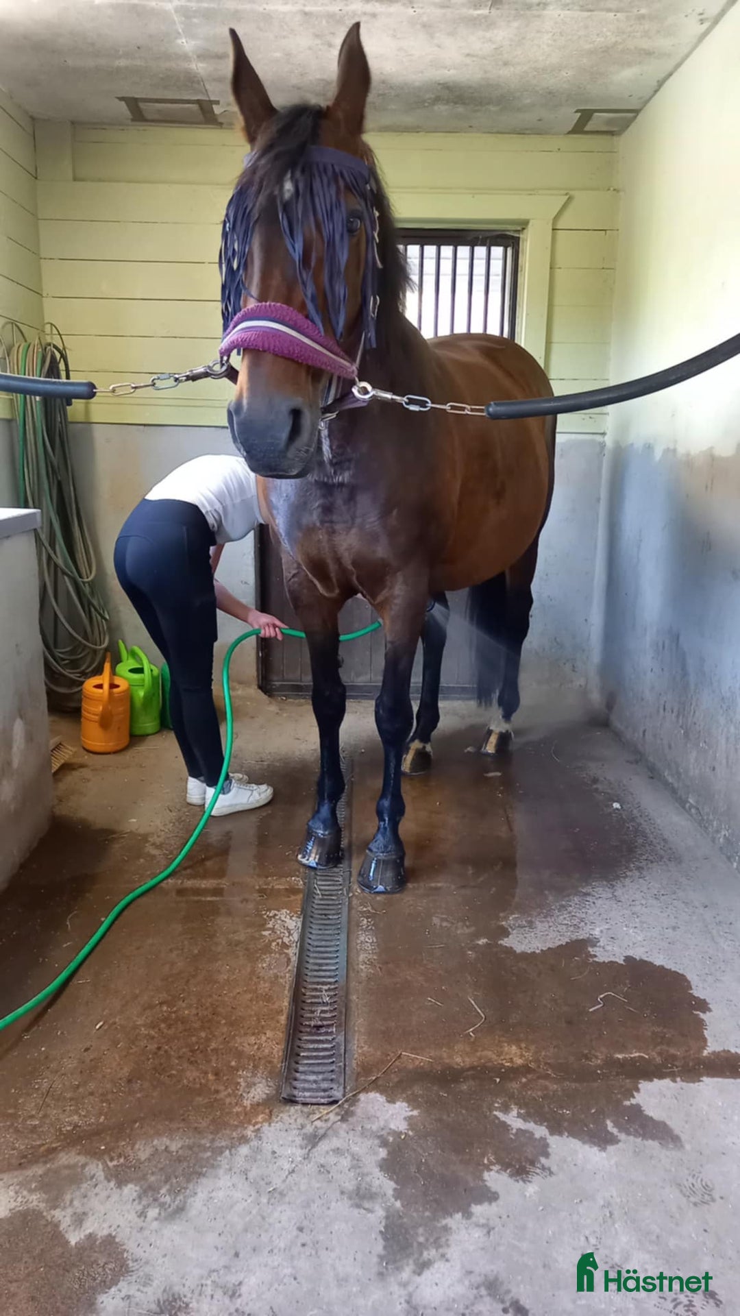 Avelshästar hästar till salu: Två ston avel, sällskap, promenad/ inridning  i Klippan - Annons 4