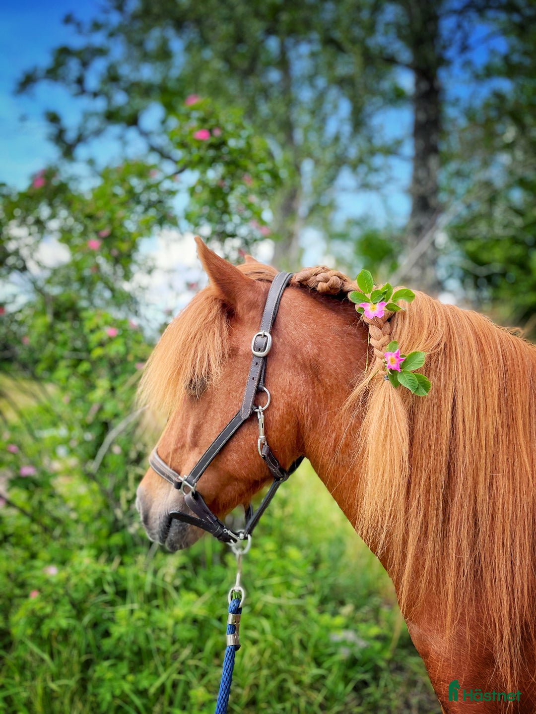 Allround hästar till salu: Världens snällaste islänning 12 år i Söderköping - Annons 10