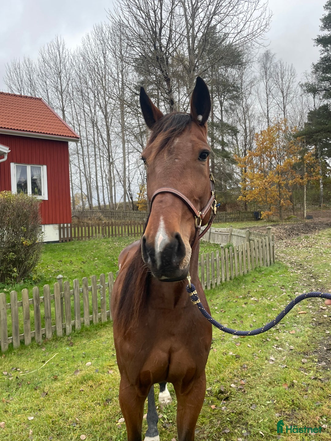 Trav hästar till salu: Starthäst  i Åmål - Annons 1