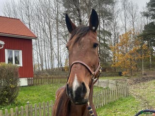 hästar Starthäst i Åmål - Annons 11