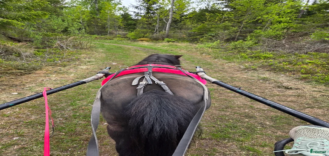 Galleribild {{count}}