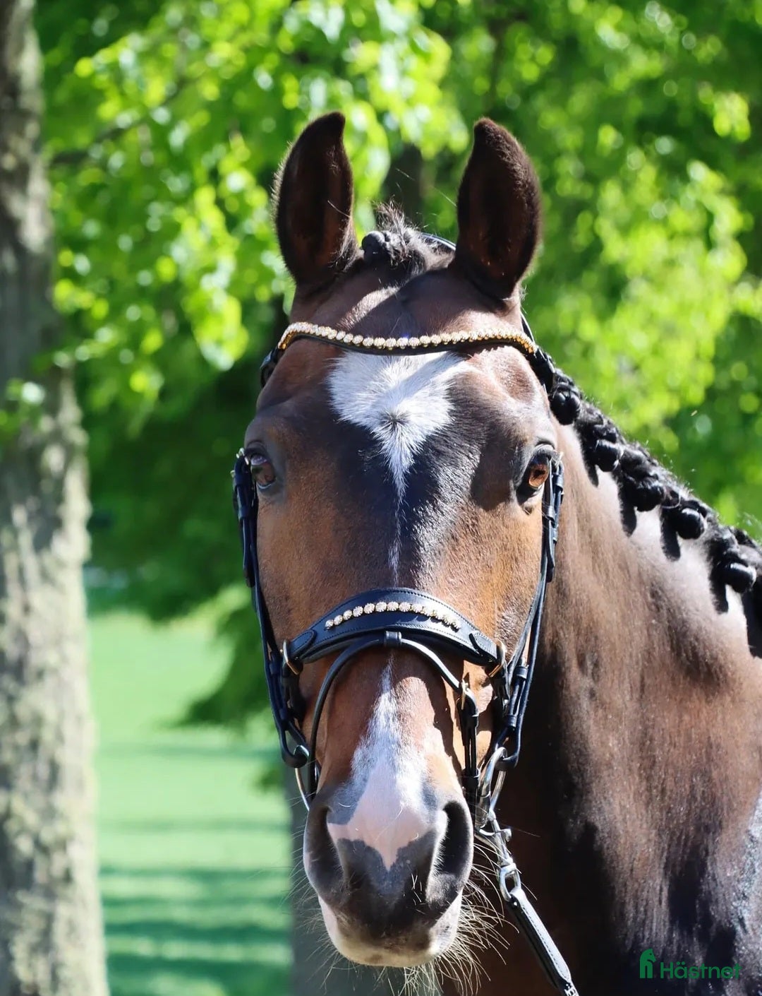  hästar *Reserverad* Trevlig SWB valack - Annons 2