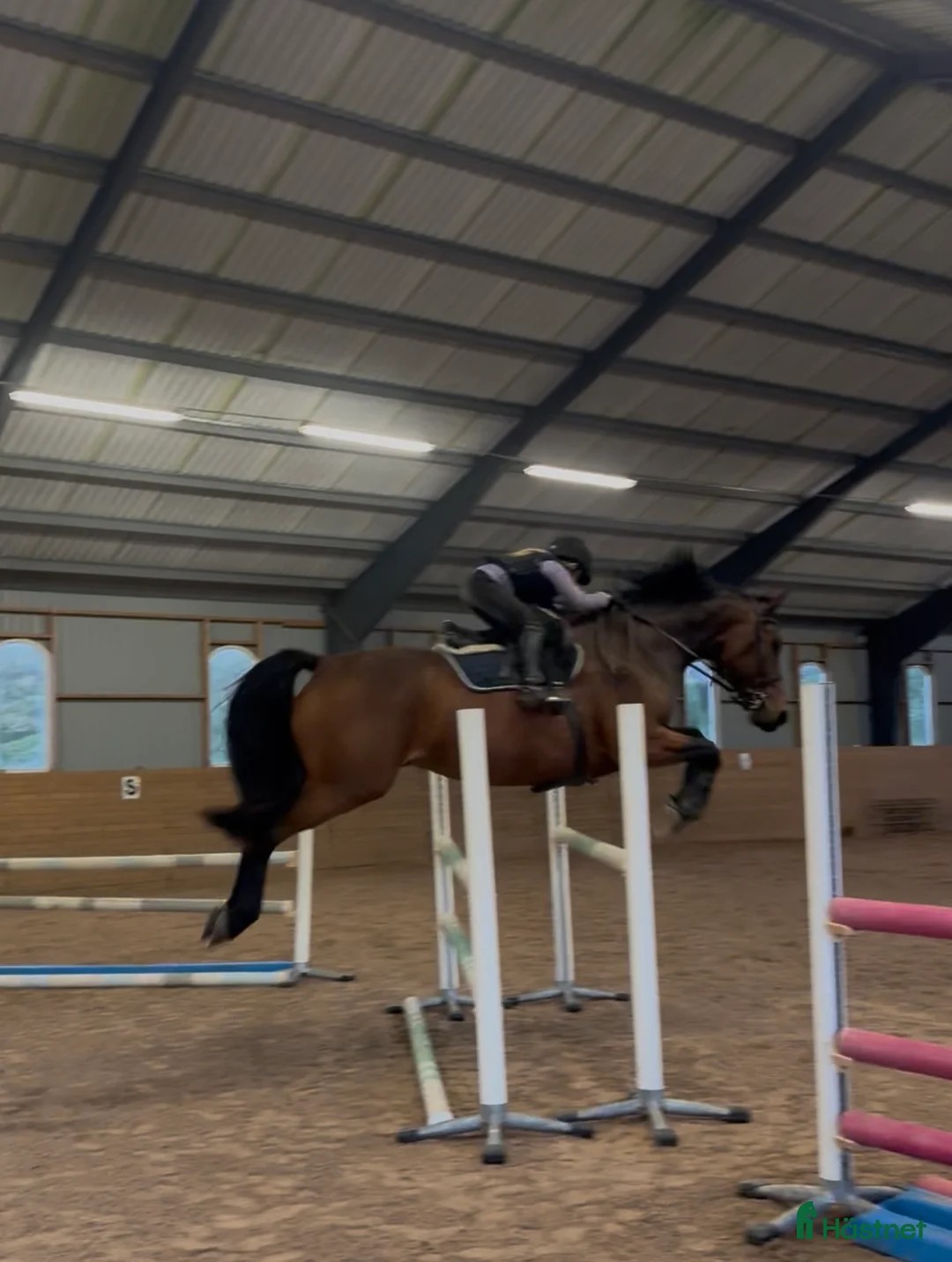 Hoppning hästar till salu: Fantastisk trevlig hoppvalack, ny film igen! - Annons 15