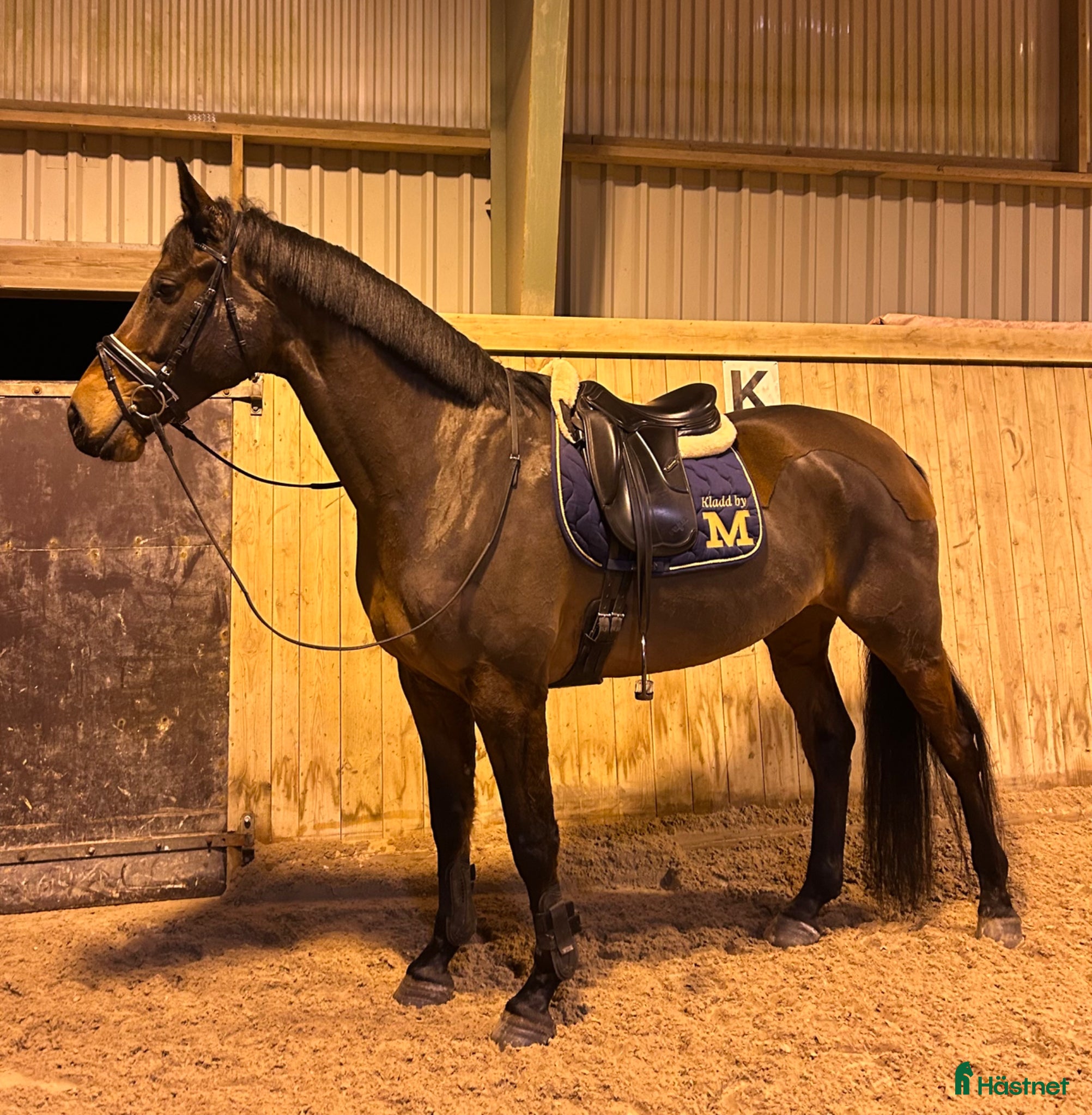  hästar Trevlig dressyrhäst - Annons 1