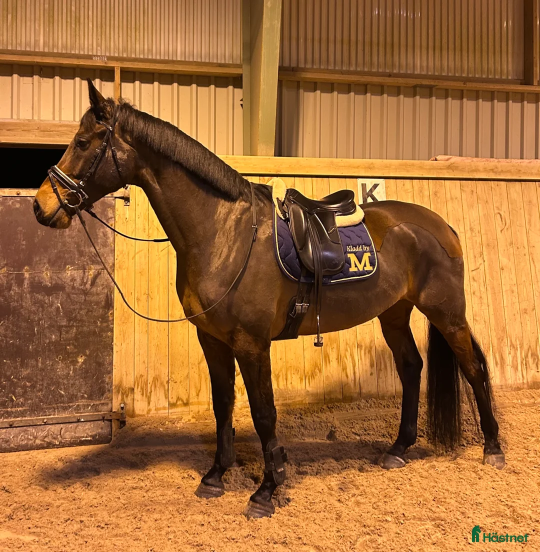 Dressyr hästar till salu: Trevlig dressyrhäst - Annons 1