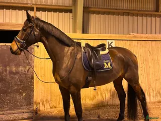 hästar Trevlig dressyrhäst - Annons 1