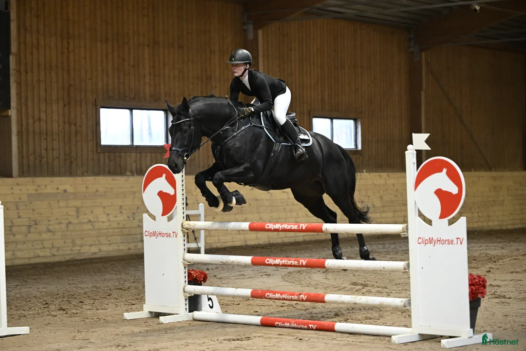 Hoppning hästar till salu: En bästa vän utan begränsningar  i Grisslehamn - Annons 2