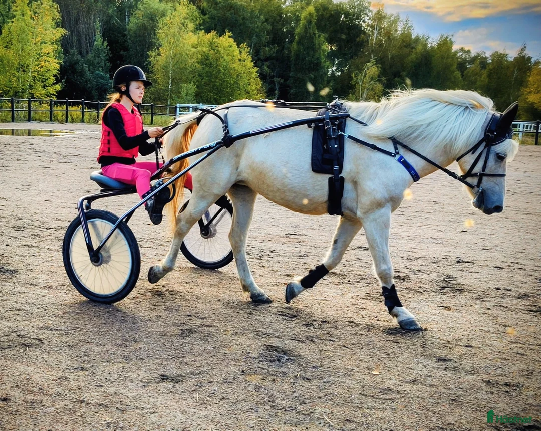 Allround hästar sökes: Ponny sökes! - Annons 2
