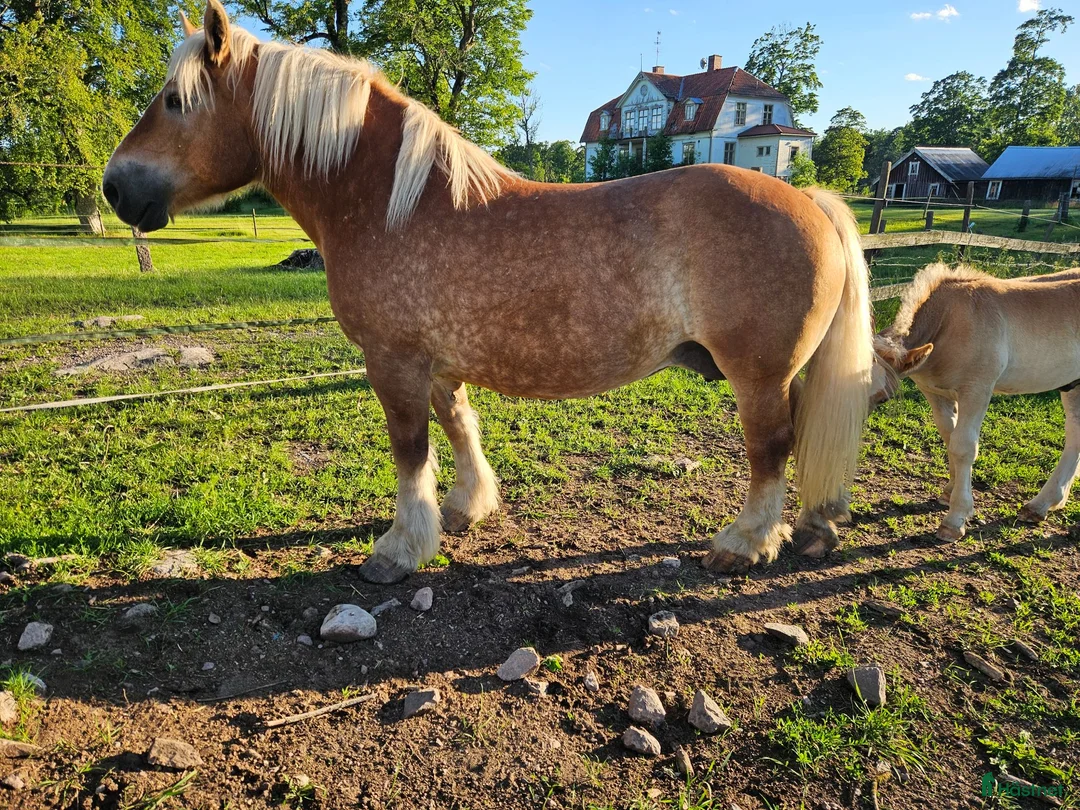 Allround hästar till salu: Ardenner sto  - Annons 6