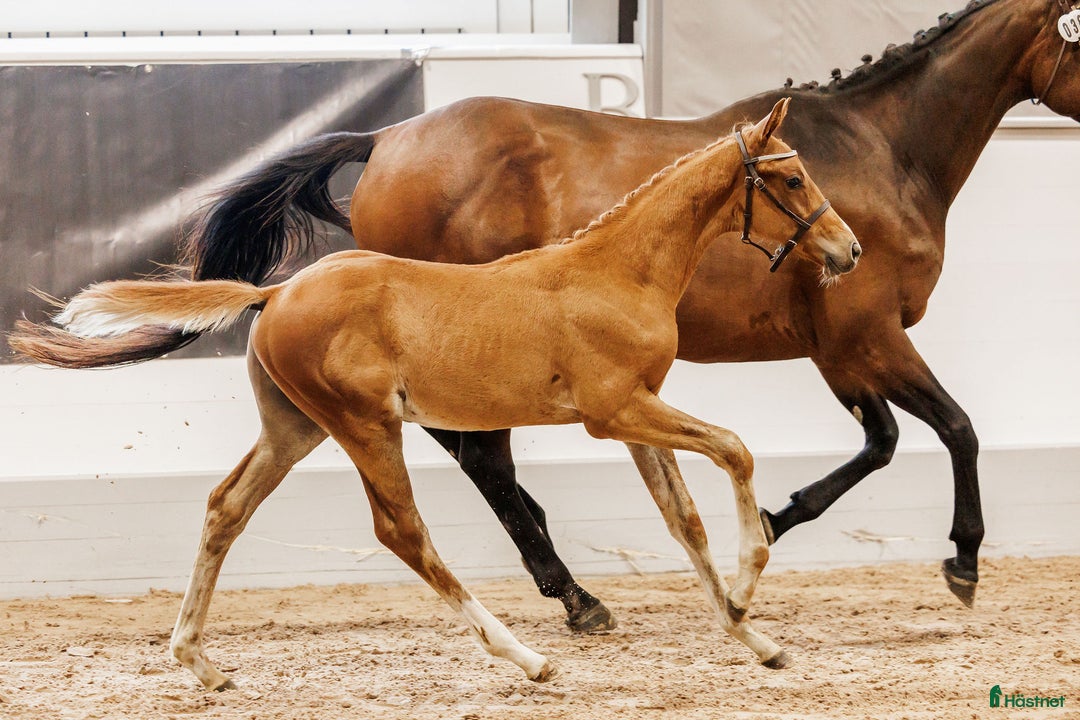 Fälttävlan hästar till salu: Fälttävlansämne med 8,5p för galopp!  i Björkvik - Annons 2