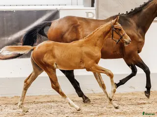 hästar Hingstföl till bra pris - Annons 2