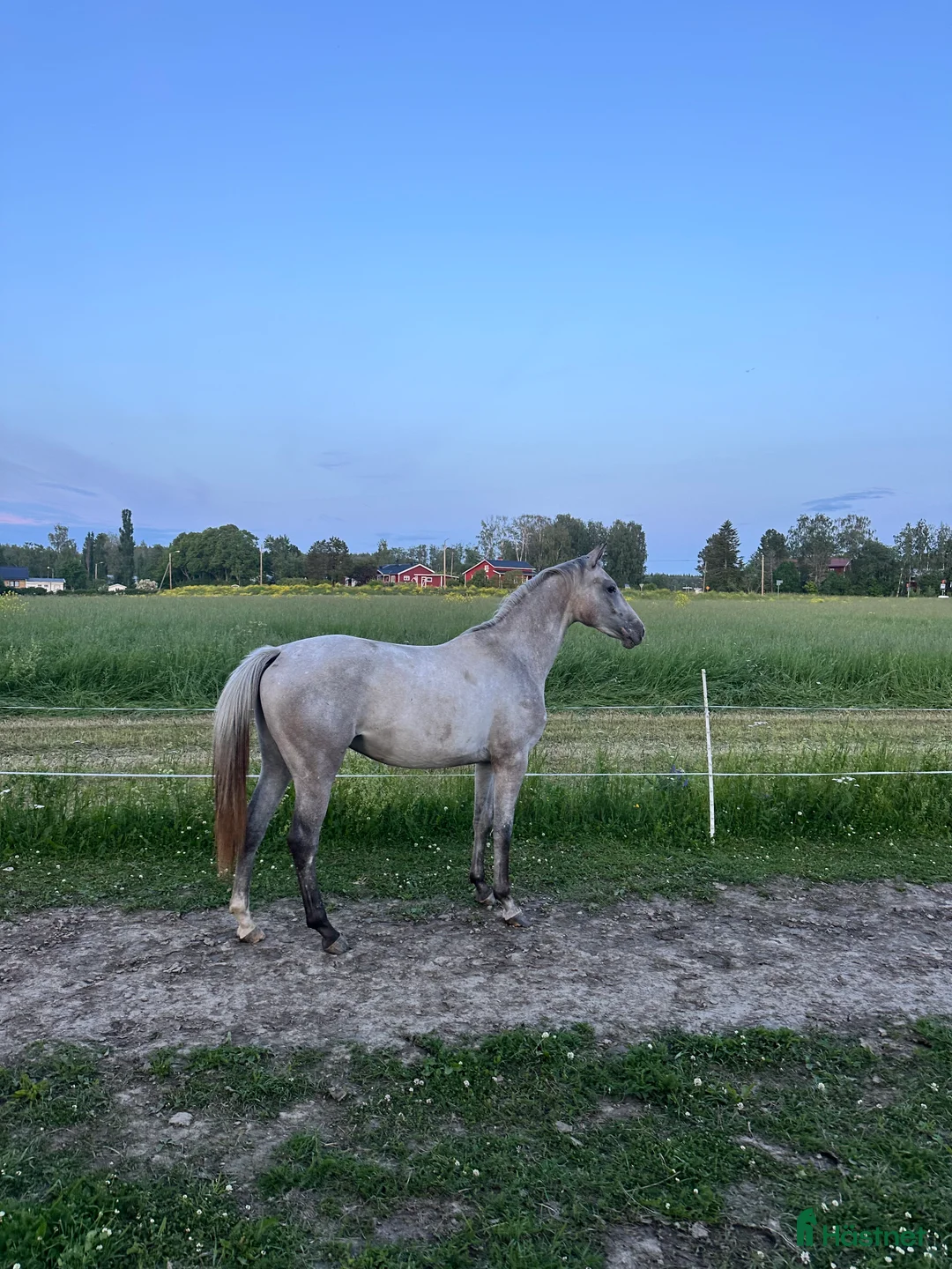 Allround hästar till salu: En vän för framtiden🌟 - Annons 2