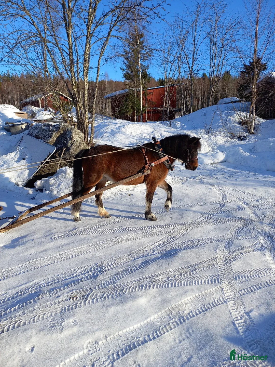 Allround hästar till salu: Dartmoorponny, 9 år med stor personlighet. i Järvsö - Annons 3