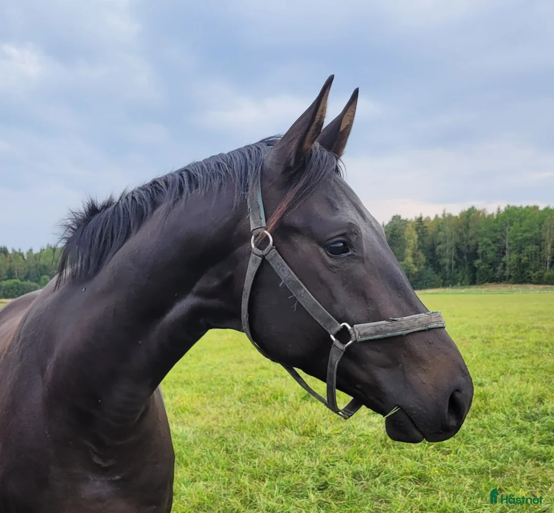 Dressyr hästar till salu: Talang redo att sätta igång efter BH Hotline! - Annons 8
