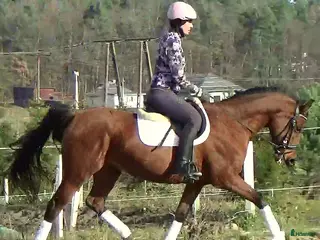 hästar Top mover for some ambitious rider - Annons 16