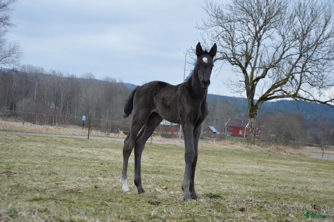 Dressyr hästar till salu: Blivande Black Beauty i Gällstad - Annons 5