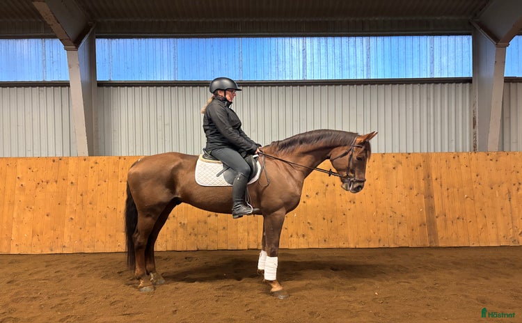  hästar i Skara - Annons 3