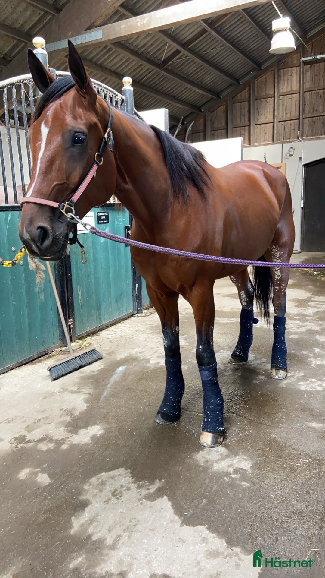 Allround hästar till salu: En fantastisk vän  i Blentarp - Annons 9