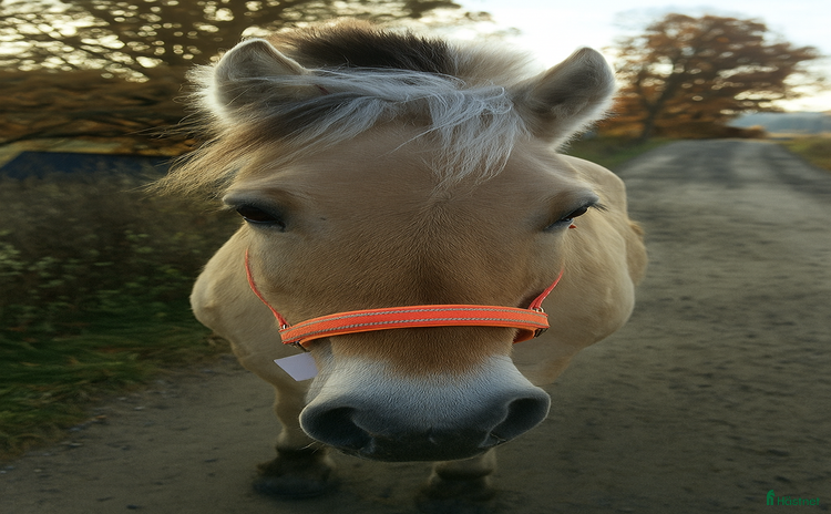  medryttarhäst finnes: Medryttare  i Norrköping - Annons 10