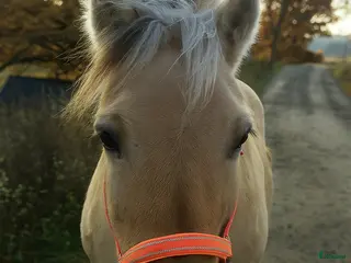 medryttarhäst finnes: Medryttare - Annons 14