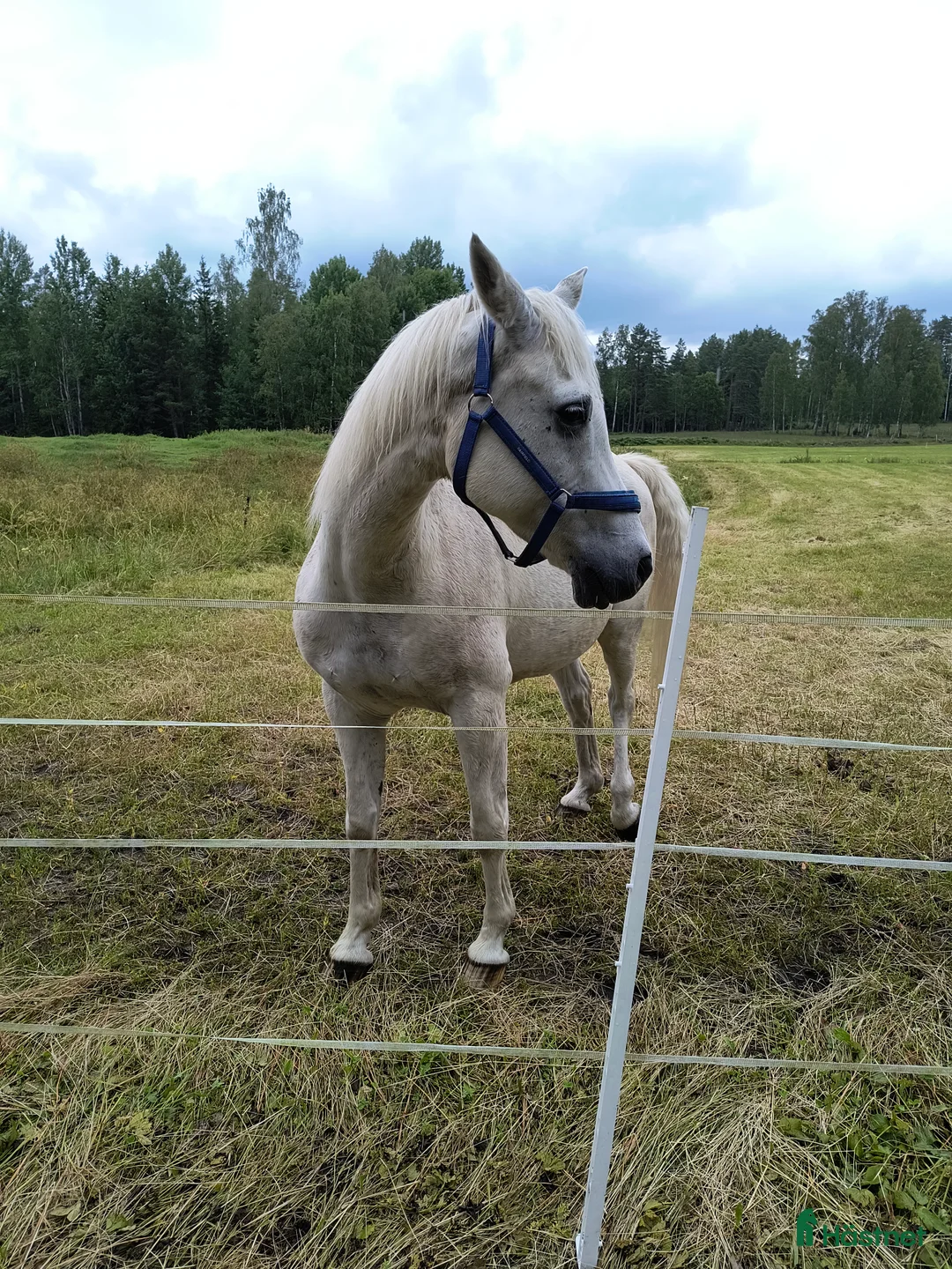 Sällskap hästar till salu: Trevlig arabvalack  - Annons 1