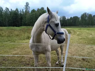 hästar Trevlig arabvalack - Annons 2