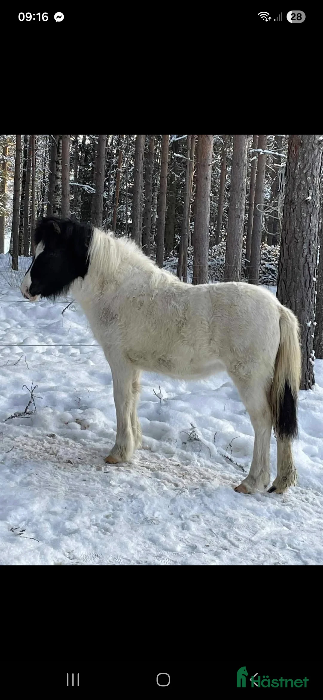 Island hästar till salu: Stoföl efter Toppur frá auðsholtshjáleigu - Annons 1