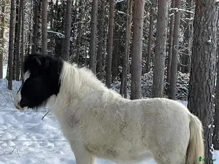 hästar Stoföl efter Toppur frá auðsholtshjáleigu - Annons 1