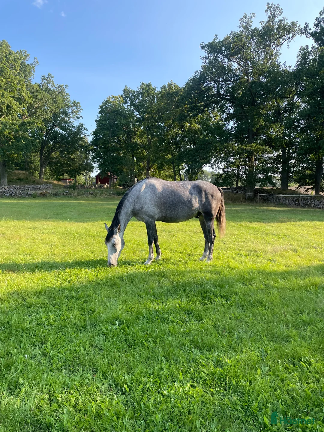 Allround hästar till salu: Mys pojke med fantastiskt psyke i Vassmolösa - Annons 2