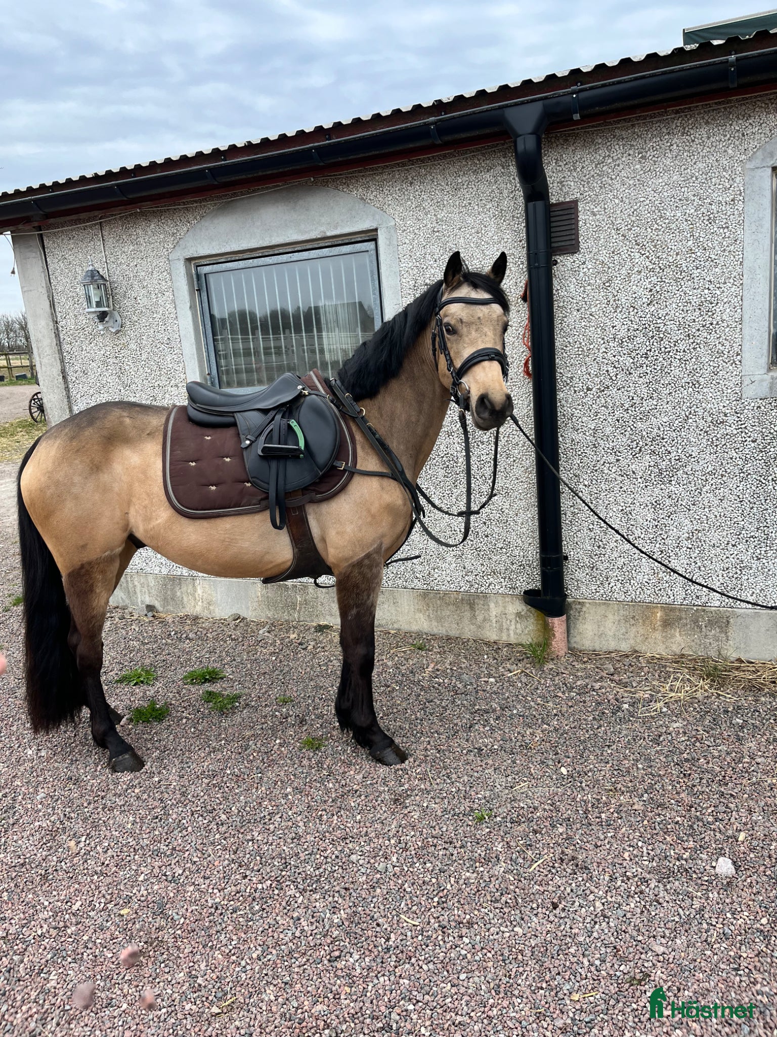  hästar D-PONNY VALLACK  - Annons 2