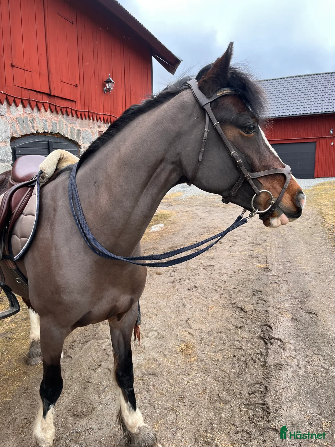  hästservice finnes: Klippning av ponny/häst - Annons 2